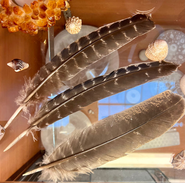 Smudging Feather Fan