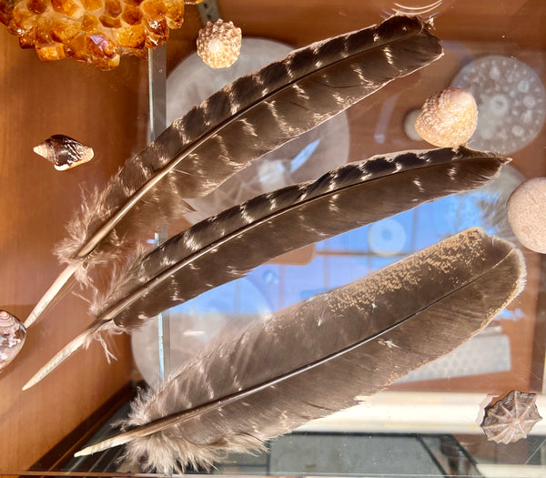 Smudging Feather Fan