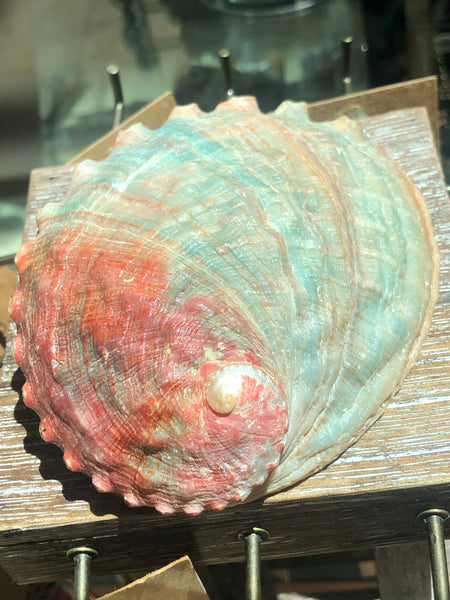 Smudging Abalone shell