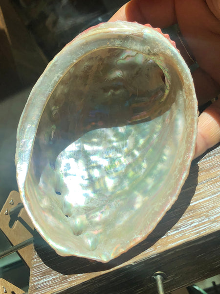Smudging Abalone shell